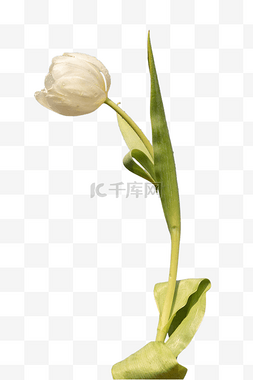 白色鲜花花束鲜花图片_白色花朵花卉郁金香