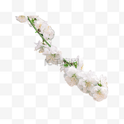 白色樱花树枝