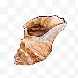海鲜贝壳图片_手绘海鲜美食海螺