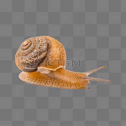微距软体动物一只努力爬行的蜗牛