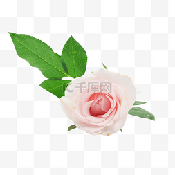 玫瑰花花束免抠png图片_情人节粉色玫瑰花