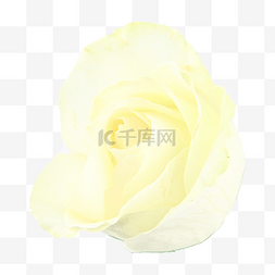 百叶窗广告图片_鲜花香气白玫瑰