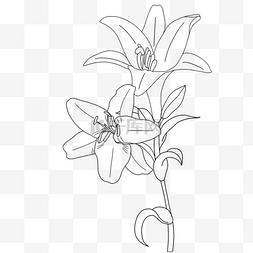 黑白花卉线条图片_合香水百合线条画常见花卉
