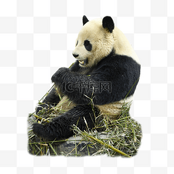熊猫竹子黑色亚洲熊