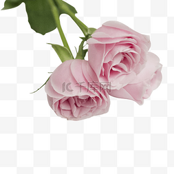 粉色玫瑰鲜花花束