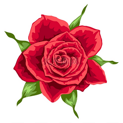 美丽逼真的玫瑰插图。