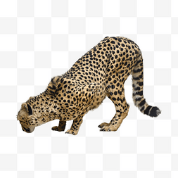 猎豹大猫危险濒危物种