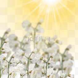 太阳花草素材图片_阳光下的槐花元素