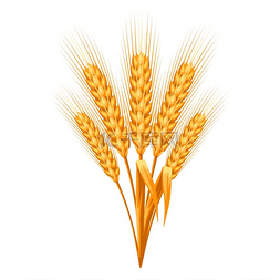 一束大麦图片_成熟小麦穗的插图农业自然标志成