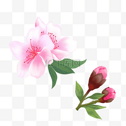 盛开粉色花朵图片_粉色花朵桃花花苞