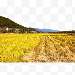 农业水稻户外收割景色