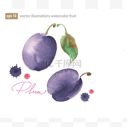 紫色水彩纹理背景图片_叶紫李子向量插图.