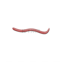 蚯蚓孤立的管状分节的红色蠕虫矢