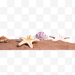 贝壳海螺海星图片_沙滩海星贝壳