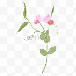 花卉纹路图片_有豌豆荚的豌豆花