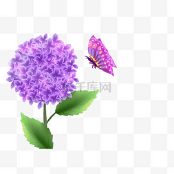 紫色绣球蝴蝶
