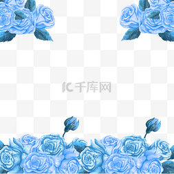 蓝色植物玫瑰花蓝金花朵花卉