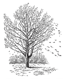雕刻插图图片_这是一个牧场枫树的形象。这是一