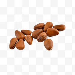松子营养蛋白质坚果