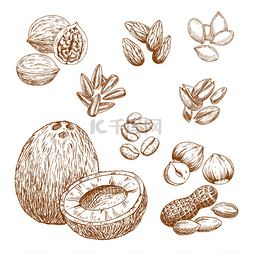 矢量素描图标的坚果、 谷物和种