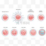 受精的细胞的发育。受精到莫鲁两个的阶段