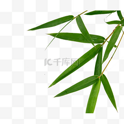 竹叶竹子茎细长