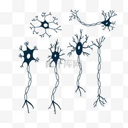 人体神经元图片_人神经元