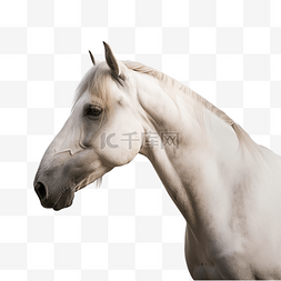 一匹白马图片_一匹马免抠摄影素材白马