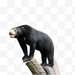 马来熊体型皮毛动物
