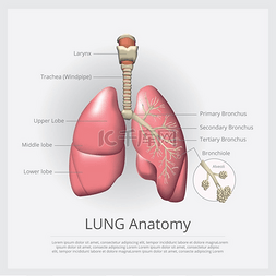 释放氧气图片_带有详细矢量插图的肺