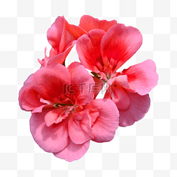 天竺葵粉色花朵园艺植物