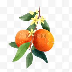 橘子水彩风格水果成串果实