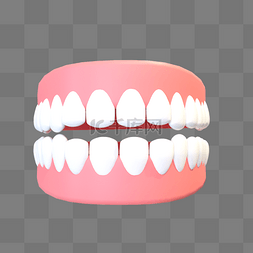 3D立体牙齿牙龈模型