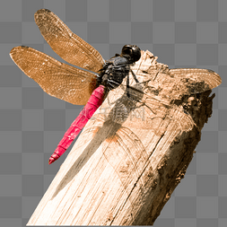 蜻蜓木头伫立