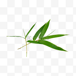 绿色竹子图片_竹叶有机草本植物