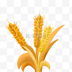 秋季丰收金色小麦