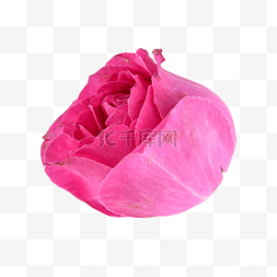 粉色玫瑰鲜花花卉新鲜