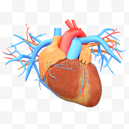 人体透视结构图片_人体组织器官医疗医学健康心脏