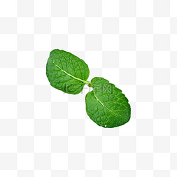 绿色薄荷叶摄影图片_新鲜植物自然薄荷