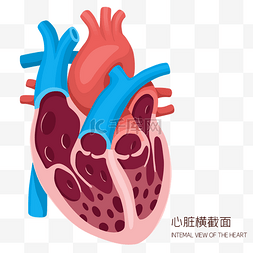 医疗人体组织器官图片_人体组织器官医疗医学健康