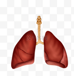 医疗人体组织器官图片_人体医疗组织器官肺子