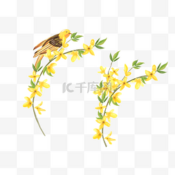 小鸟和花枝图片_连翘花枝叶水彩花卉与小鸟