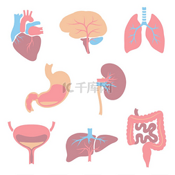 颈动脉硬化示意图图片_一套内脏器官。