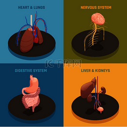 模型矢量图图片_人体内部器官解剖学 4 等距图标概