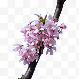 樱花春季摄影粉色