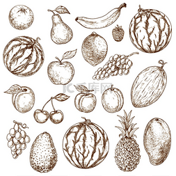 梨瓜图片_复古风格的素食水果素描。