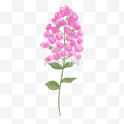 紫薇花水彩风格粉红色花卉