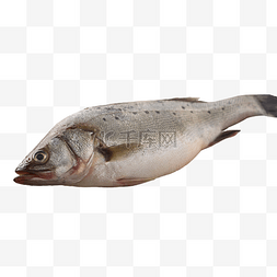鲈鱼食材海鲜