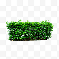 绿色矩形图片_绿植生物植物树枝树叶木材