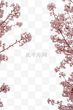 樱花花卉图片_春天植物樱花花卉
